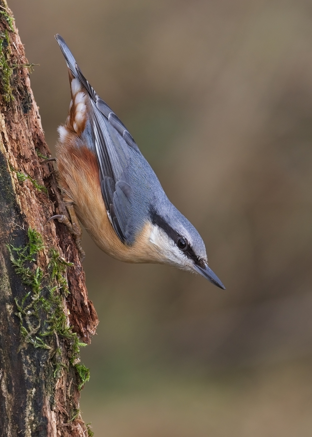 nuthatch - Peter Bagnall - commended